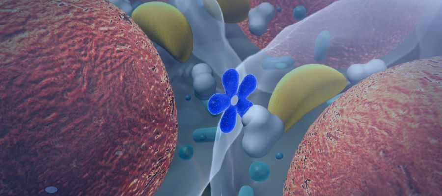 Hormônio do Crescimento Dra Luciana Menta Endocrinologista